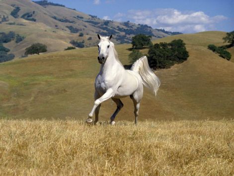 galloping_white_stallion.jpg