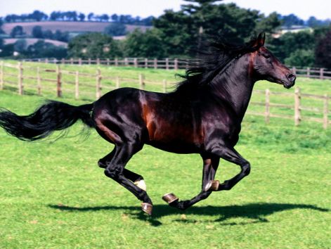 spanish_horse.jpg